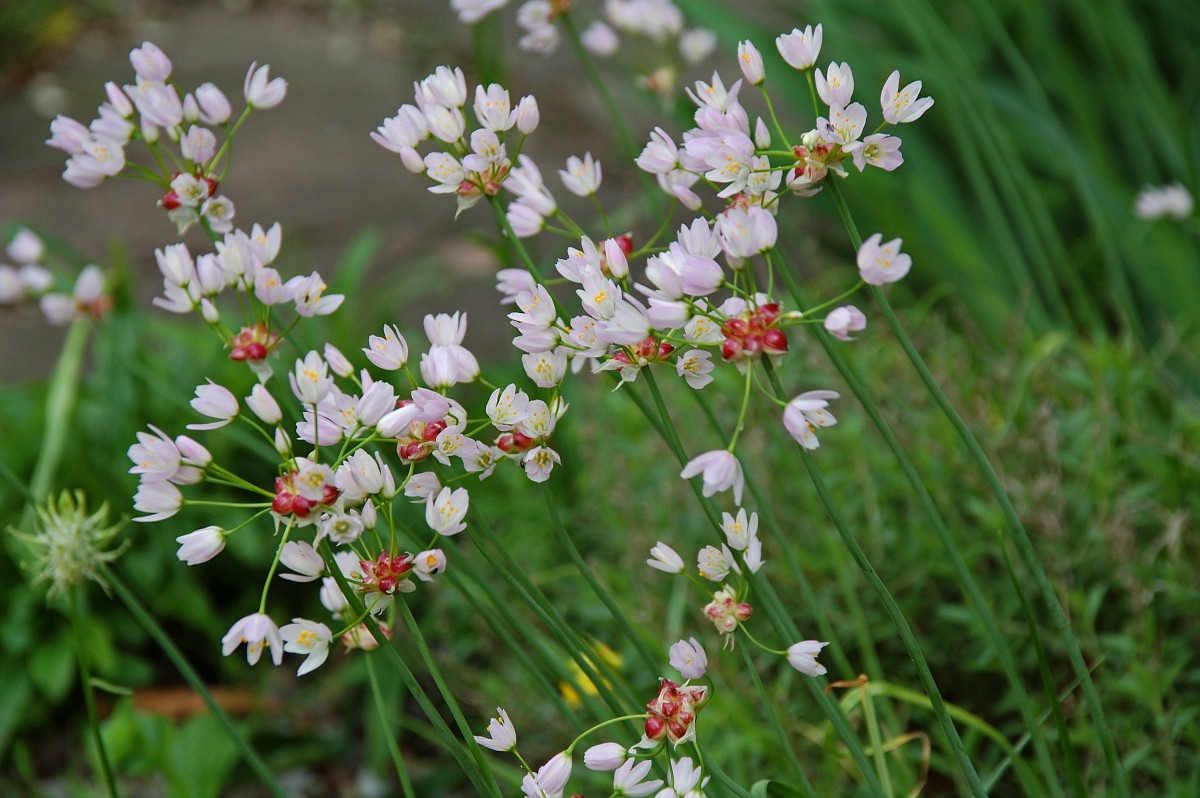 Allium roseum store